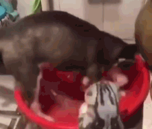 猫咪的气势是与生俱来的